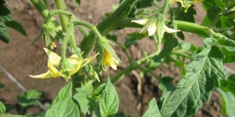 Priprema jajnika za paradajz